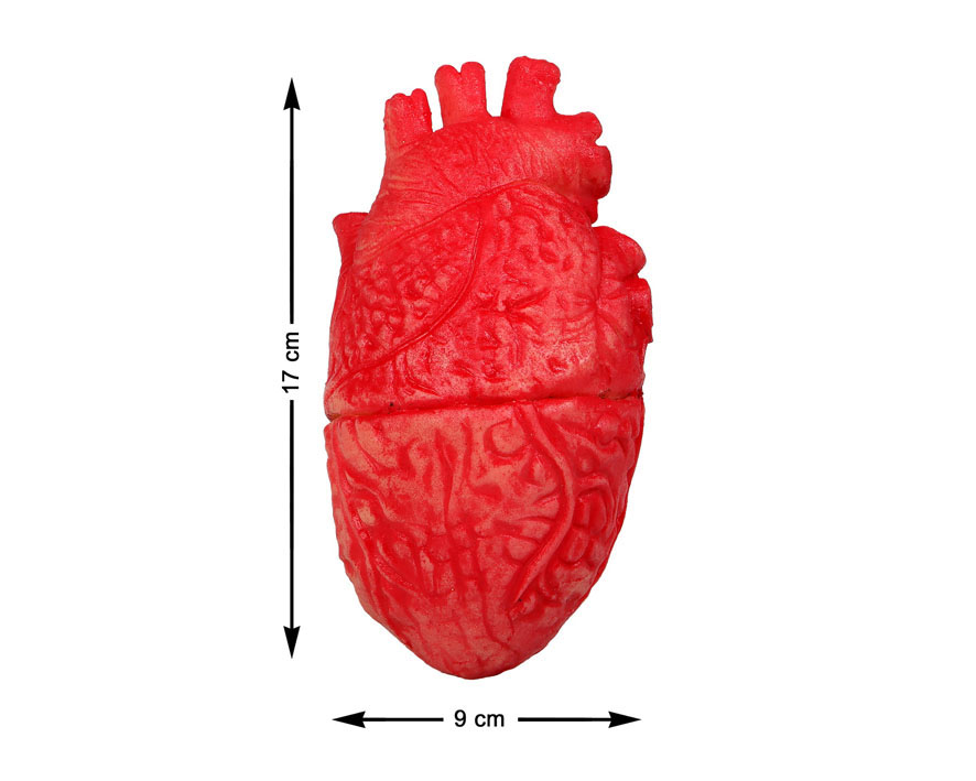 CORAZON 17X9CM DESPOJOS HUMANOS